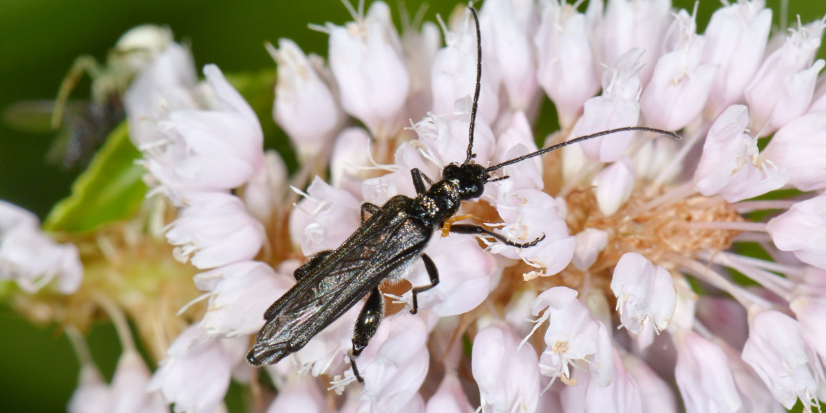 Maschio di Oedemera pthysica (forma nera) con Triungulino